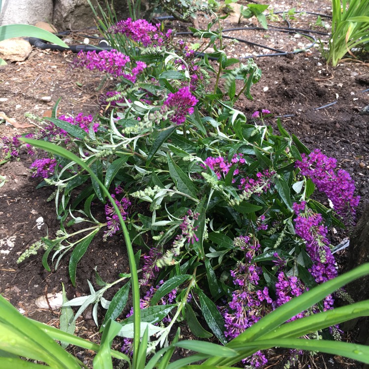 Plant image Buddleja 'Hinebud4' syn. Buddleja 'Dreaming Purple'