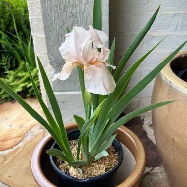 Iris x germanica 'Beverly Sills'