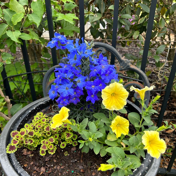 Plant image Delphinium 'Summer Nights'