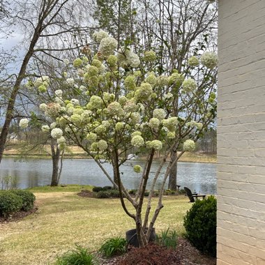 Viburnum macrocephalum