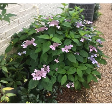 Hydrangea serrata 'Bluebird'