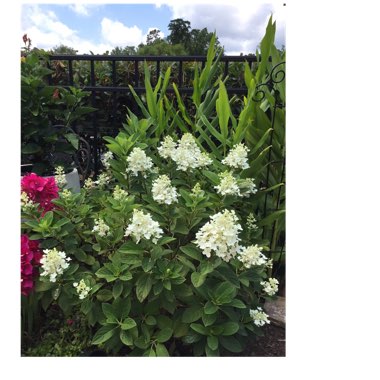 Hydrangea Paniculata 'PIIHP-1'