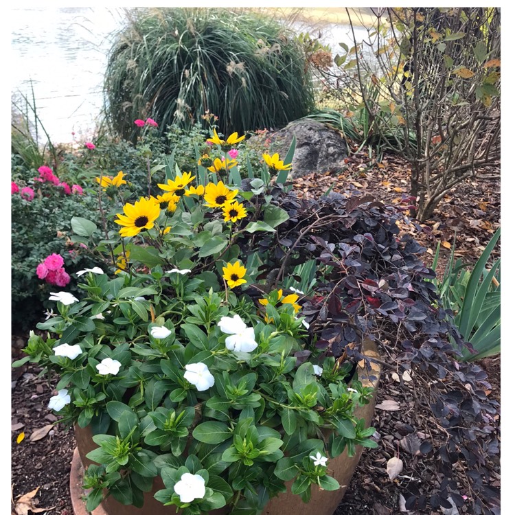 Plant image Helianthus 'SunBelievable™ Brown Eyed Girl'