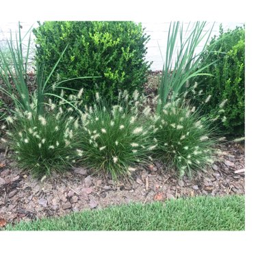 Pennisetum alopecuroides 'Little Bunny'