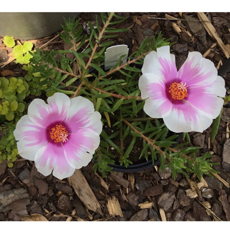 Portulaca grandiflora 'Samba Pink Bicolor', Moss Rose 'Samba Pink ...