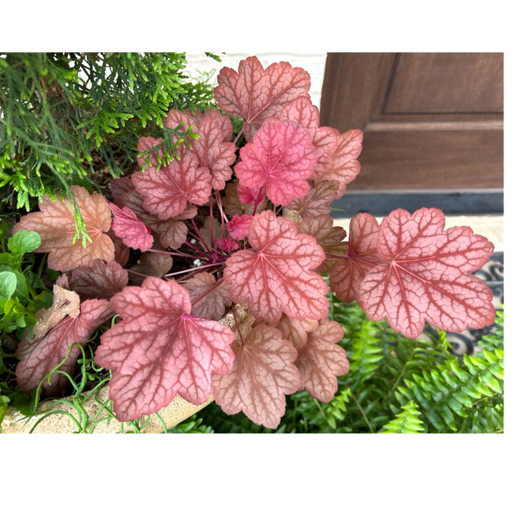 Plant image Heuchera 'Georgia Peach'