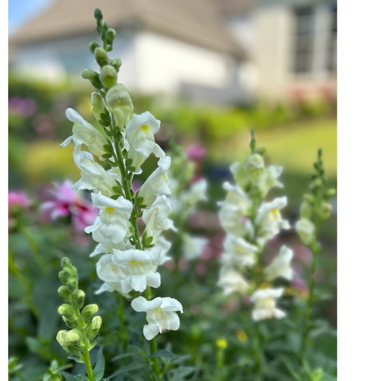 Plant image Antirrhinum majus 'Sonnet White' (Sonnet Series)