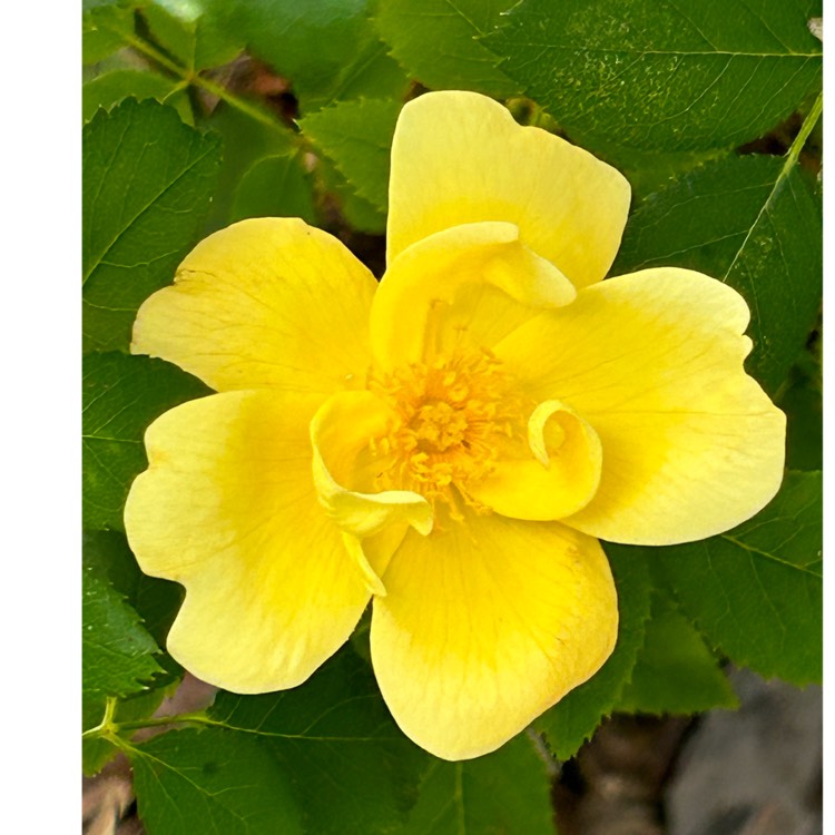 Plant image Oso Easy Lemon Zest Rose