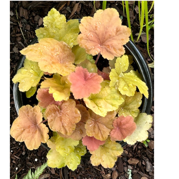 Plant image Heuchera 'Southern Comfort'