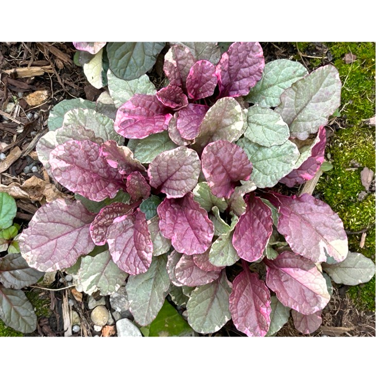 Plant image Ajuga reptans 'Variegata'