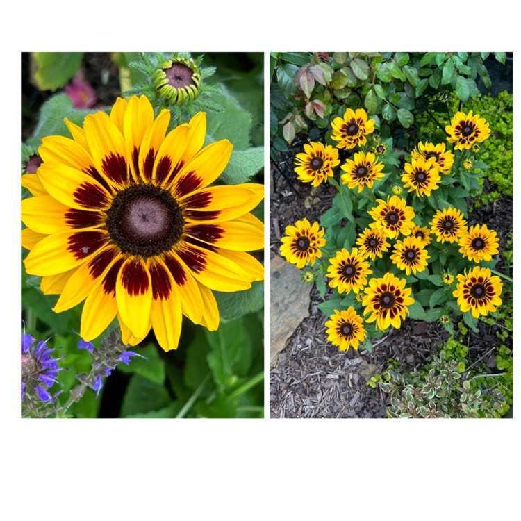 Plant image Rudbeckia hirta 'Denver Daisy'