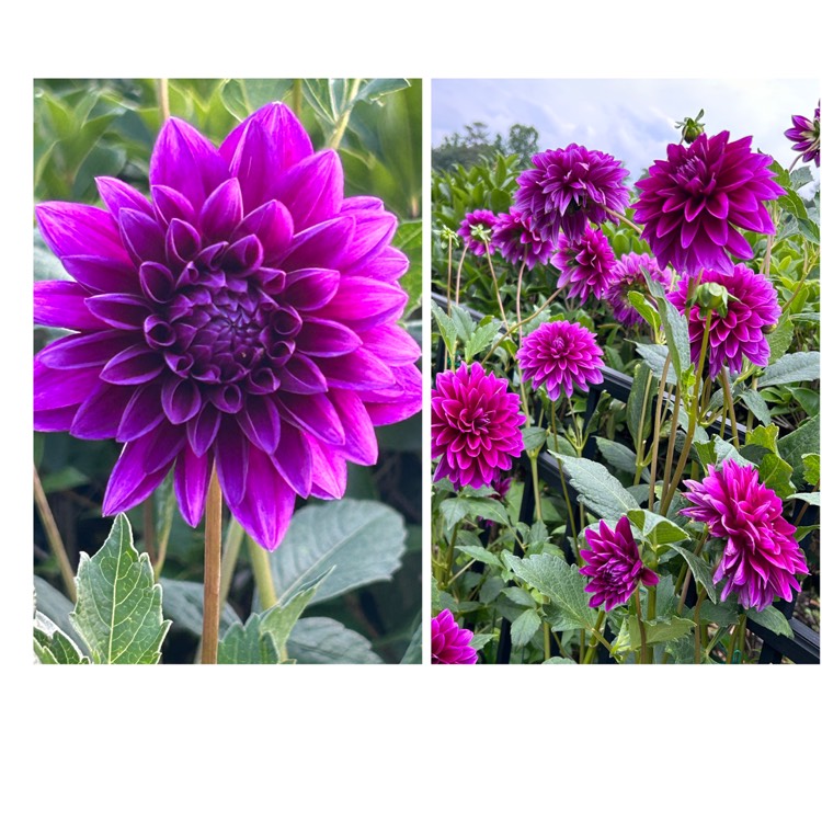 Plant image Dahlia 'Le Baron'