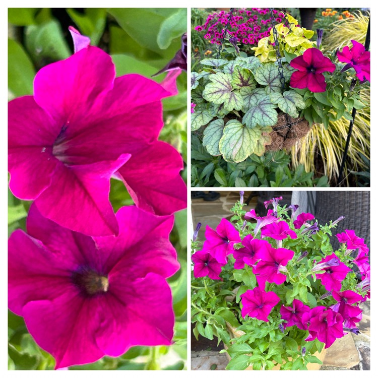 Plant image Petunia 'Burgundy'