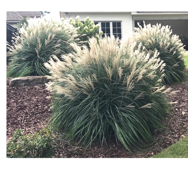 Plant image Miscanthus sinensis 'Adagio'