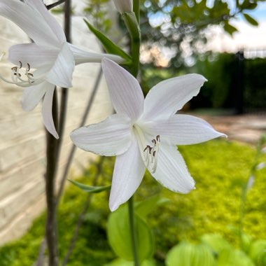 Hosta 'Guacamole'