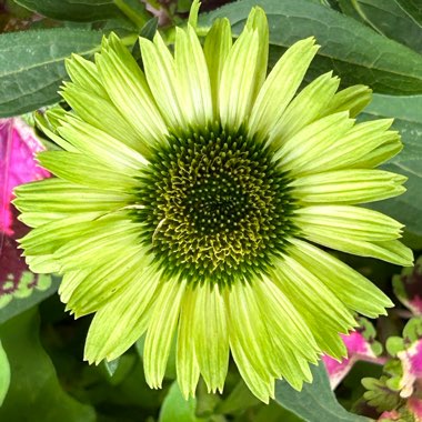 Echinacea purpurea 'Green Jewel' syn. Echinacea 'Green Jewel'