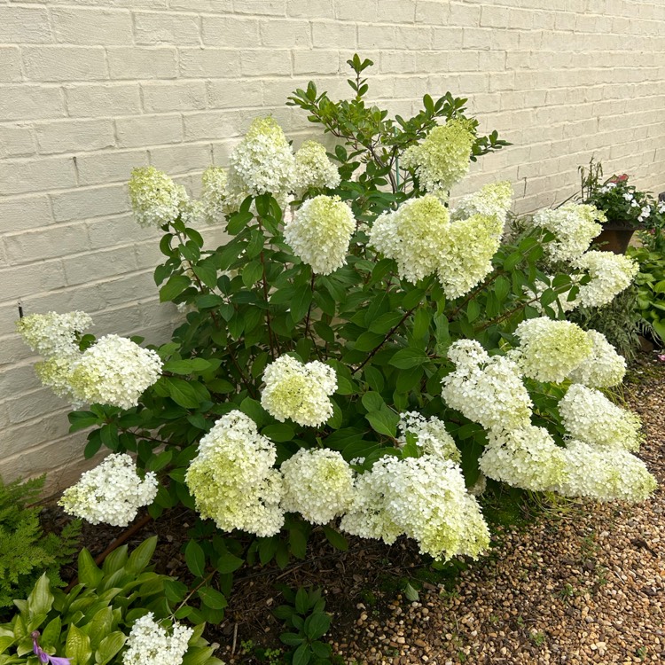 Plant image Hydrangea Paniculata 'Bobo'