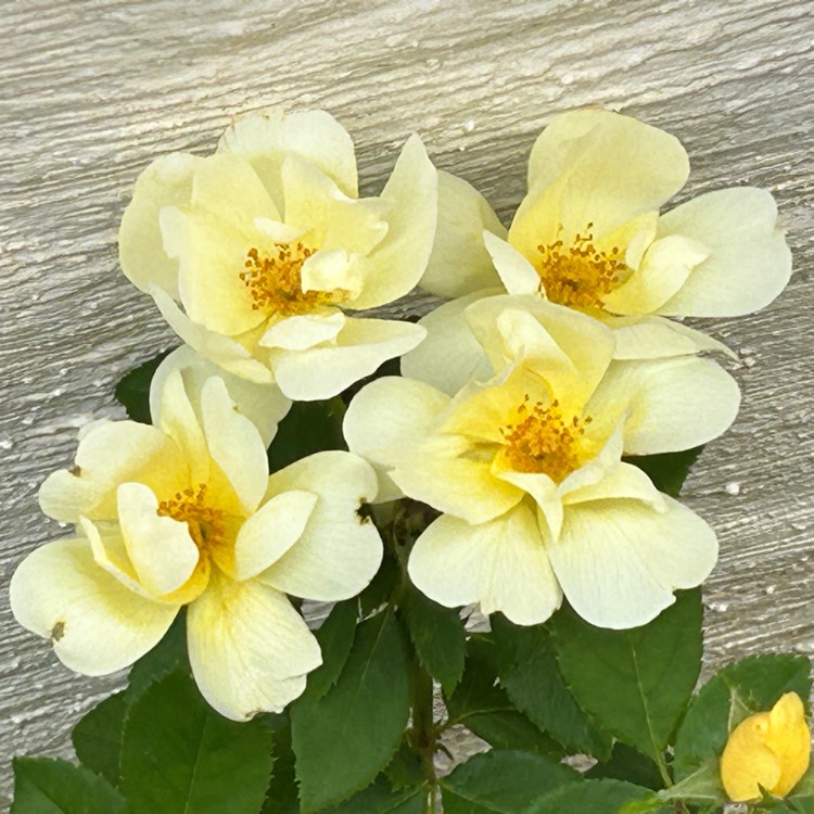 Plant image Oso Easy Lemon Zest Rose