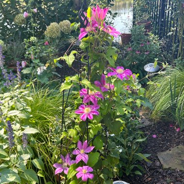 Clematis 'Abilene'