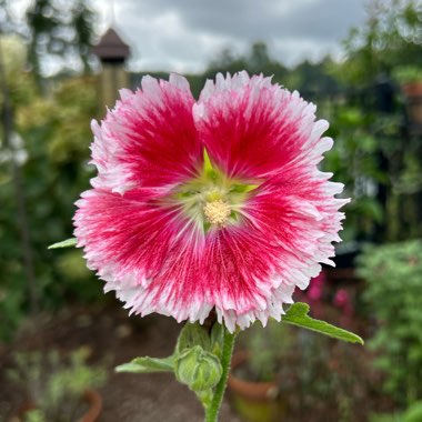 Alcea rosea 'Fiesta Time' syn. Alcea rosea 'Fiesta'