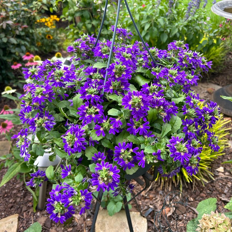 Plant image Scaevola aemula