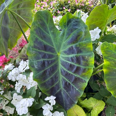 Colocasia esculenta 'Illustris'