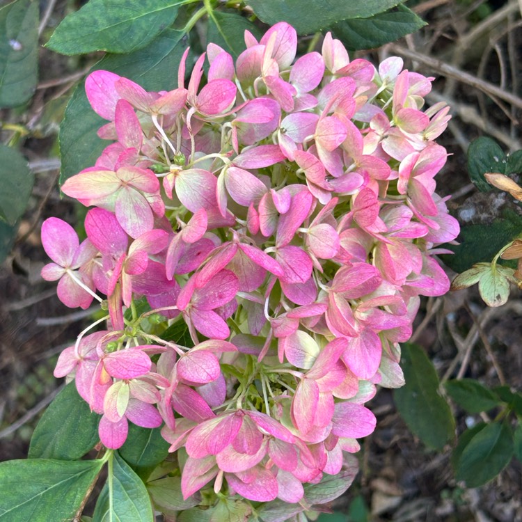 Plant image Hydrangea paniculata 'Jane' syn. Hydrangea paniculata 'Little Lime'