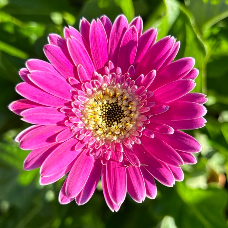 Plant image Gerbera Daisy ‘Garden Jewels Frosted Hot Pink'