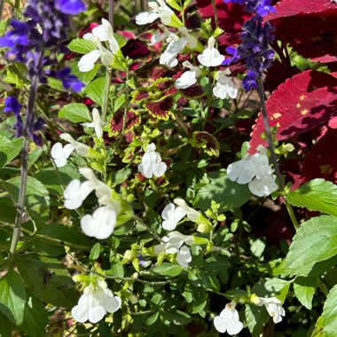 Salvia greggii ‘Mirage White'