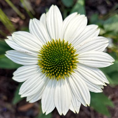 Echinacea purpurea 'Pas709018' (PowWow Series) syn. Echinacea 'PowWow White'