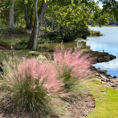 Muhlenbergia Capillaris