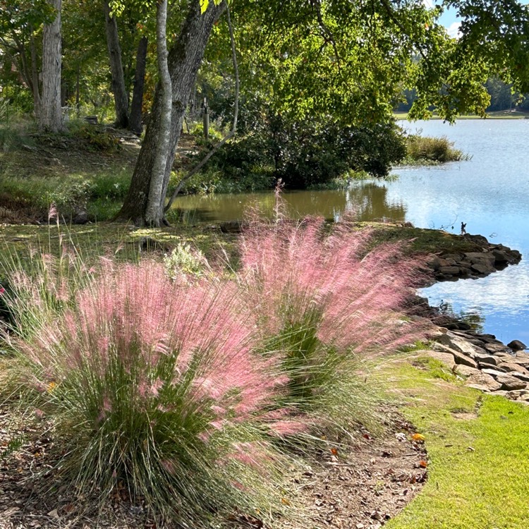 Plant image Muhlenbergia Capillaris