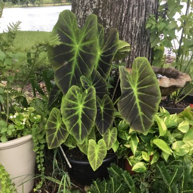 Colocasia esculenta 'Illustris'