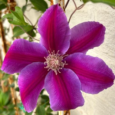 Clematis 'Dr Ruppel'