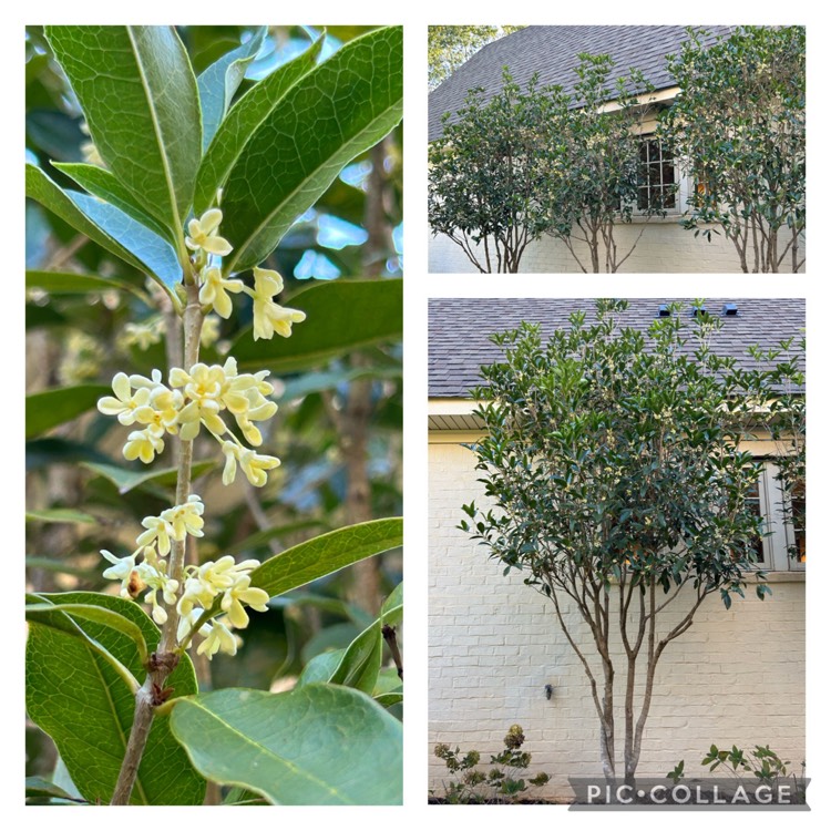 Plant image Osmanthus Fragrans