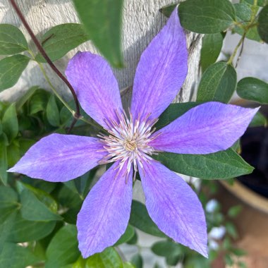 Clematis 'Bees Jubilee'