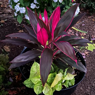 Cordyline Fruticosa 'Red Sister'