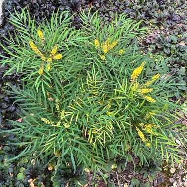 Mahonia eurybracteata subsp. ganpinensis 'Soft Caress'