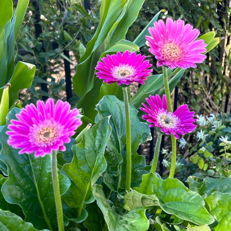 Plant image Gerbera Daisy ‘Garden Jewels Frosted Hot Pink'