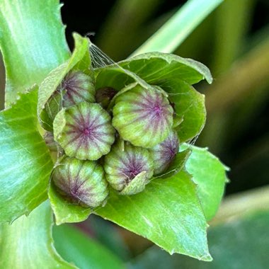 Farfugium japonicum syn.  Ligularia tussilaginea