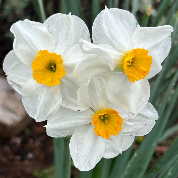 Plant image Narcissus 'Avalanche'