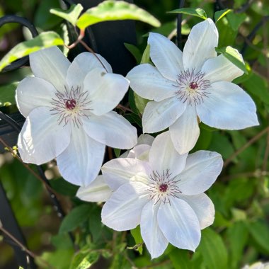 Clematis 'Miss Bateman'