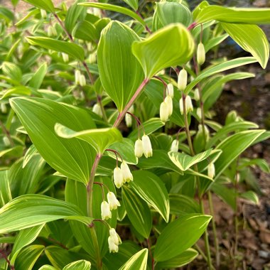 Polygonatum multiflorum