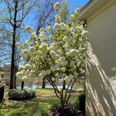 Viburnum macrocephalum