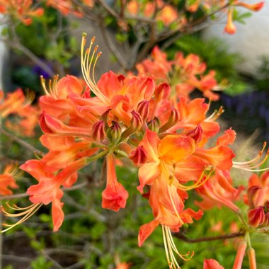 Rhododendron austrinum