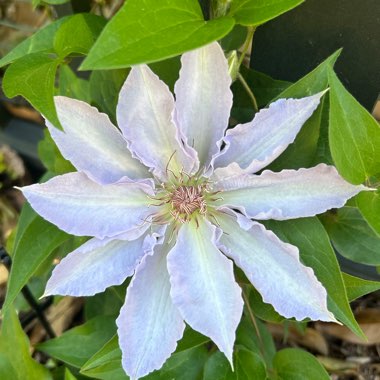 Clematis ‘Evipo111'