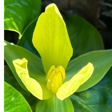 Trillium Luteum