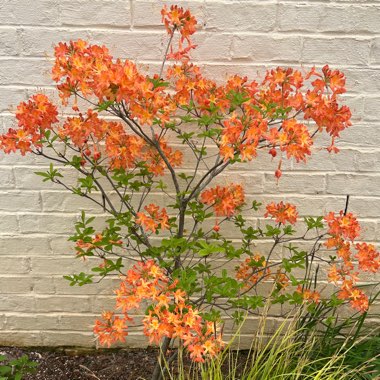 Rhododendron austrinum