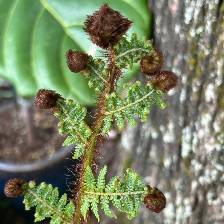 Plant image Cyathea cooperi syn. Alsophila cooperi