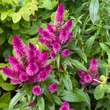 Celosia spicata 'Intenz'